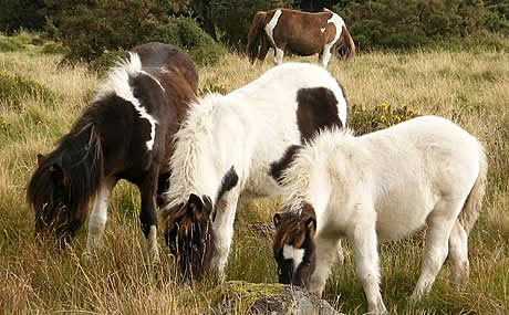 Ponies grazing on Dartmoor