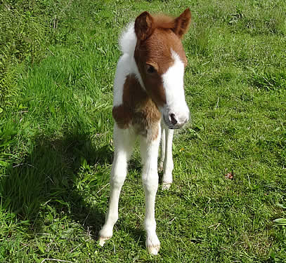 Foal separated from mother rescued and cared for by Dartmoor Livestock Protection Society