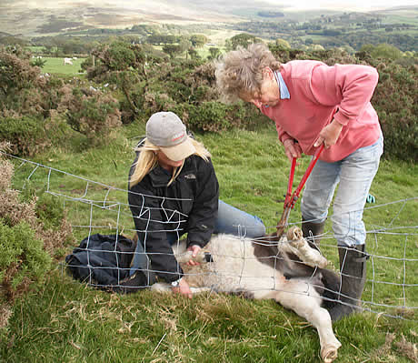 Foal trapped by wire fence receiving assistance on Dartmoor