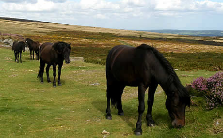 Ponies grazing on Dartmoor