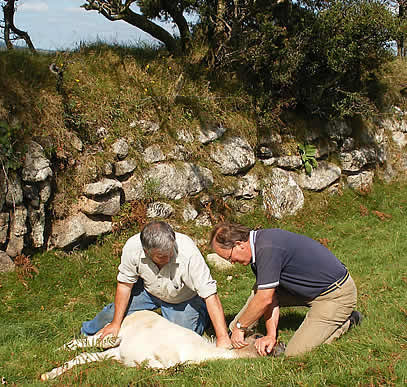 Injured foal receiving assistance on Dartmoor