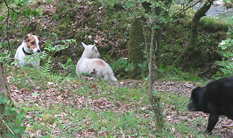Lamb in danger from dogs not on leads