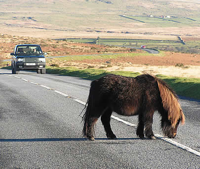 Pony on moorland road on Dartmoor