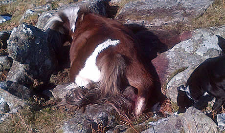 Pony with hoof trapped in rocks