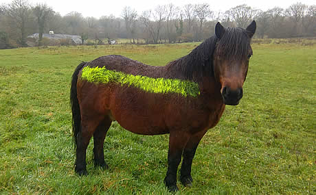 Use of reflective paint on Dartmoor ponies in an attempt to reduce road traffic acccidents
