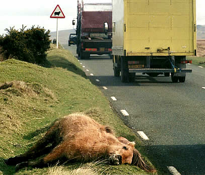 A Dartmoor pony lying injured by a busy moorland road