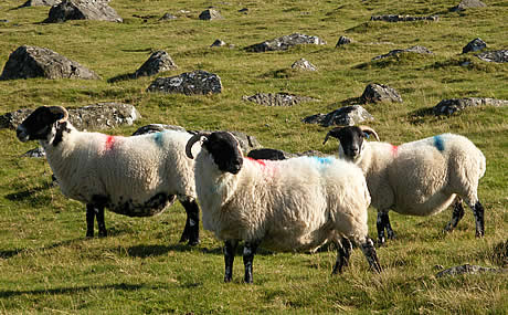 Sheep on Dartmoor