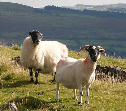 Sheep on Dartmoor